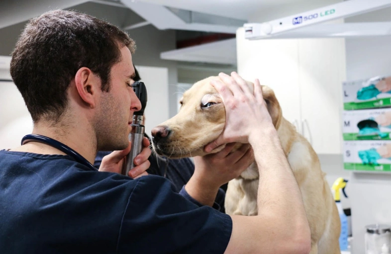 image-Certification of Veterinary Inspection